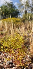 Chorizanthe brevicornu