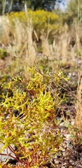 Chorizanthe brevicornu