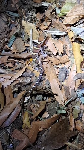 Central American Banded Gecko, Coleonyx mitratus