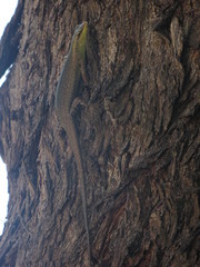 Lamprolepis smaragdina