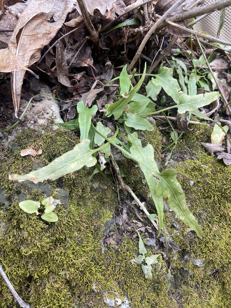 walking fern from Ozark National Scenic Riverways, Van Buren, MO, US on