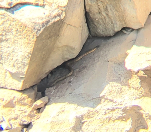 Tiger Snake sighting