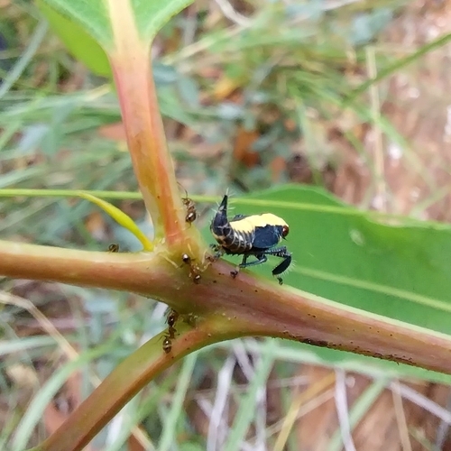 Alotartessus iambe, 2024-03-08