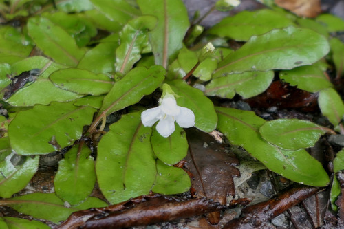 Mazus novaezeelandiae (Mazus novaezeelandiae)