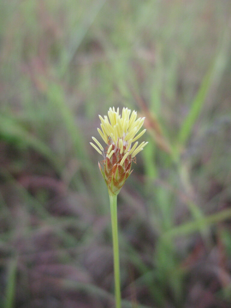 Fringe Rush from Lizard QLD 4892, Australia on January 26, 2016 at 04: ...