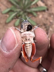 Hippiscini