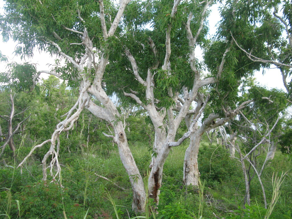 Weeping Paperbark from Lizard QLD 4892, Australia on January 26, 2016 ...