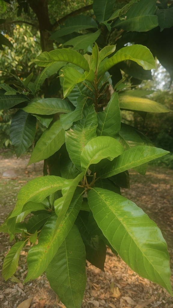 Planchonella grandifolia (Planchonella grandifolia)