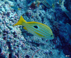 Lutjanus coeruleolineatus