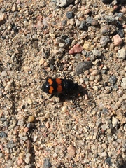 Nicrophorus guttula