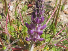 Lupinus concinnus