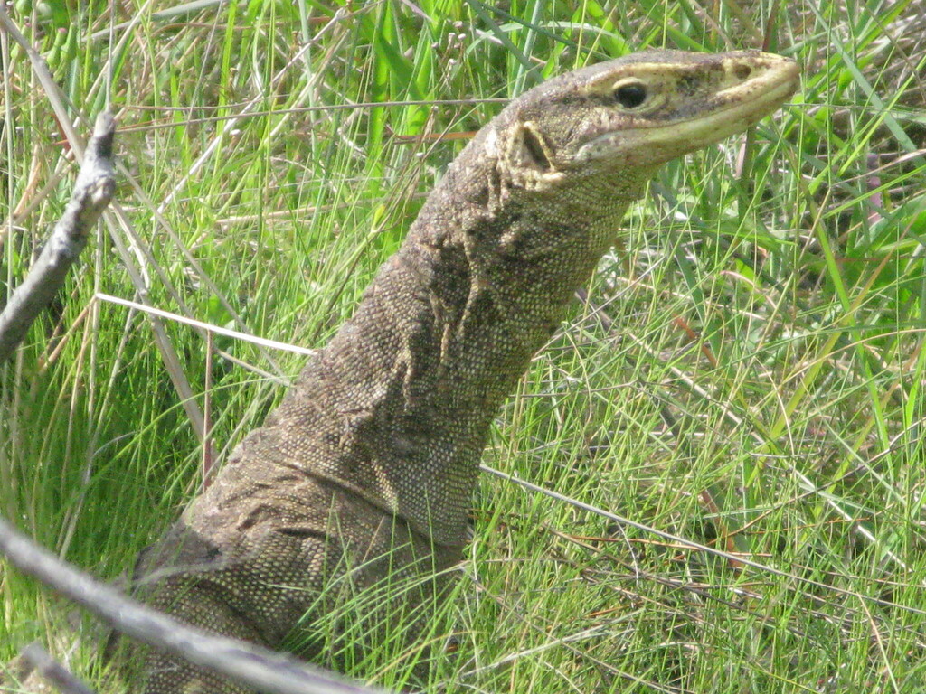 Eastern Argus Monitor from Lizard QLD 4892, Australia on January 26 ...