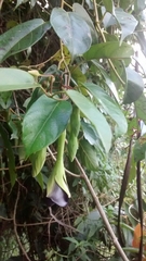 Mandevilla veraguasensis