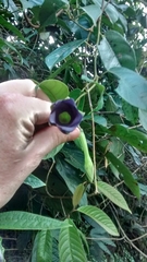 Mandevilla veraguasensis