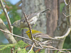 Pine Warbler photo 6
