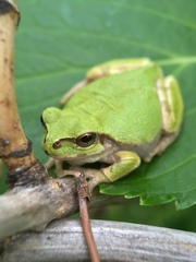 Hyla japonica