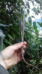 Mandevilla veraguasensis
