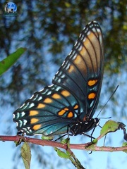 Limenitis arthemis arizonensis
