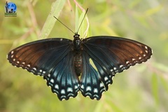 Limenitis arthemis arizonensis