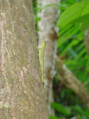 Anolis punctatus