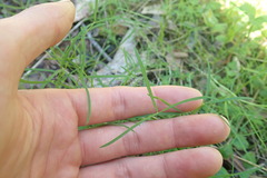 Trifolium oliganthum