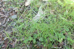 Trifolium oliganthum