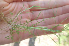 Trifolium oliganthum