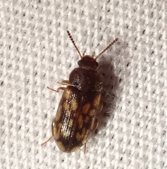 Mycetophagus pluripunctatus