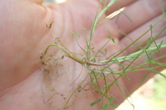 Trifolium oliganthum