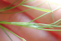 Trifolium oliganthum