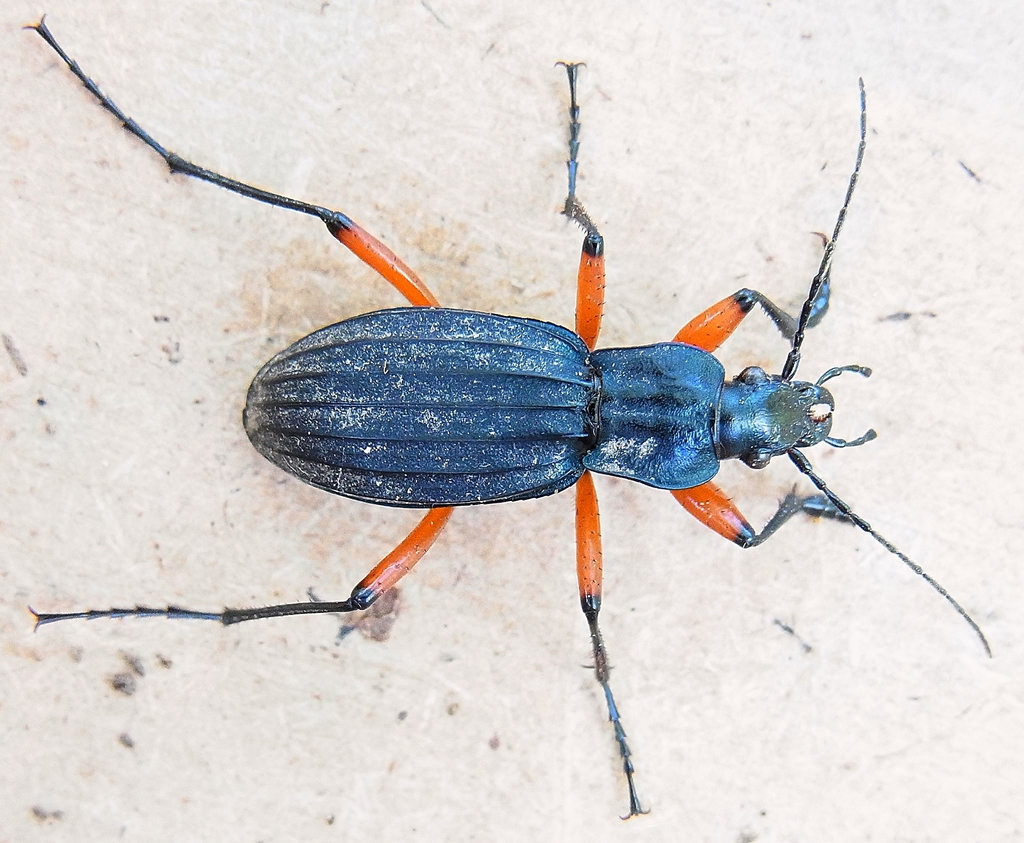 Carabus galicianus
