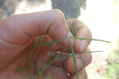 Trifolium oliganthum