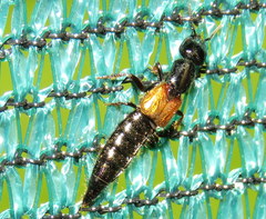 Thyreocephalus