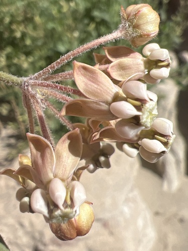 White-stem milkweed (Asclepias albicans)