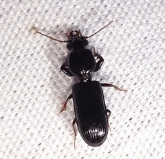 Clivina
