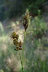 Carex hendersonii