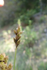 Carex hendersonii