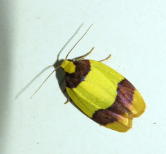 Heterallactis euchrysa