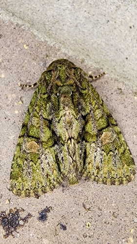 Spotted Phosphila Moth photo 4