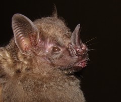 Artibeus obscurus