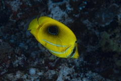 Chaetodon bennetti
