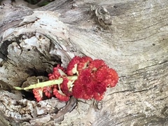 Populus deltoides deltoides