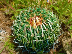 Echinofossulocactus zacatecasensis
