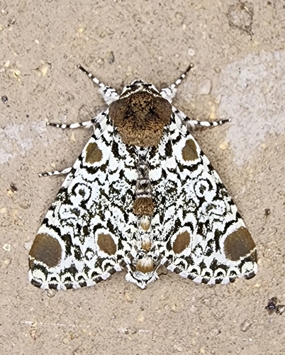 Harris's Three-Spot photo 4