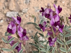 Astragalus desperatus