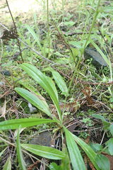 Euchiton gymnocephalus