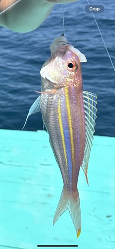 Yellowtip threadfin bream (Nemipterus nematopus) — Nemipteridae