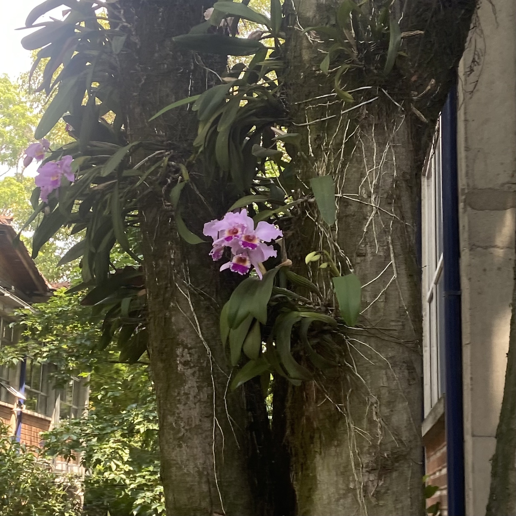 Imagem de Orquídea Nacional