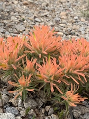 Castilleja scabrida scabrida