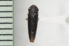 Graphocephala confluens